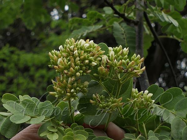Prickly Dalbergia